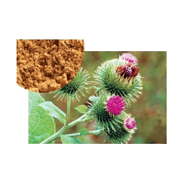 Arctiin 20% HPLC Burdock seed extract 30:1 1KG/BAG free shipping Arctiin 20% HPLC Burdock seed extract 30:1 1KG/BAG free shipping